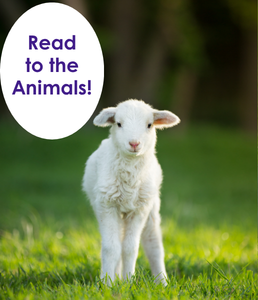 photograph of a lamb standing in a field of grass